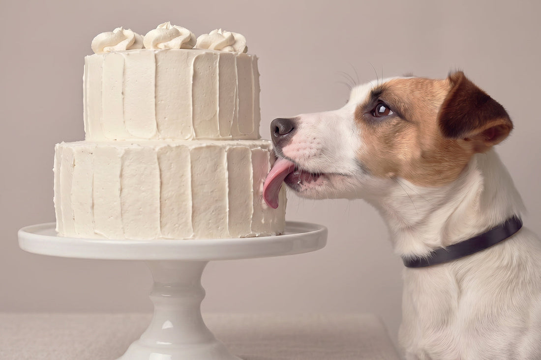 Tarta casera decorada para perro sobre plato de presentación