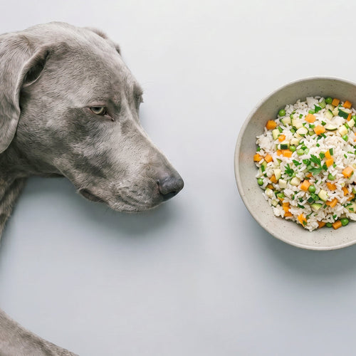 Dieta blanda para perros: qué es, cuándo darla y ejemplos prácticos
