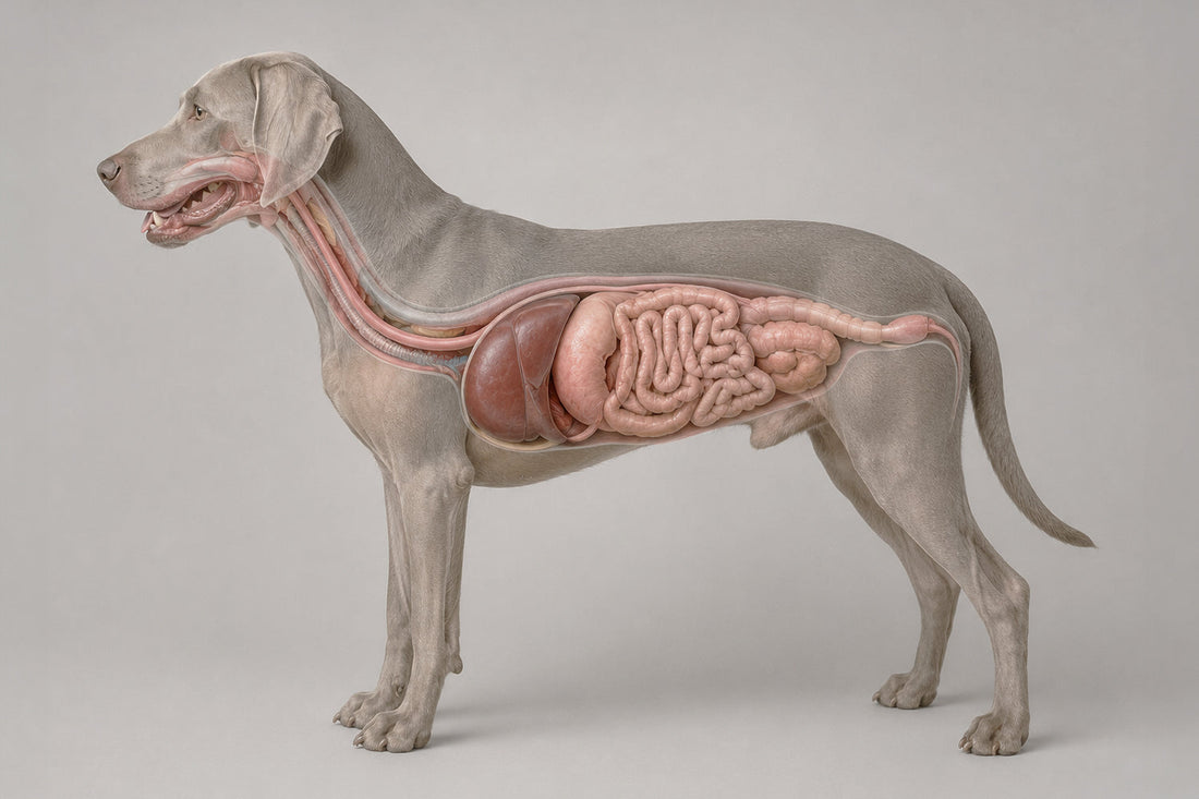 Perro comiendo pienso saludable en su comedero