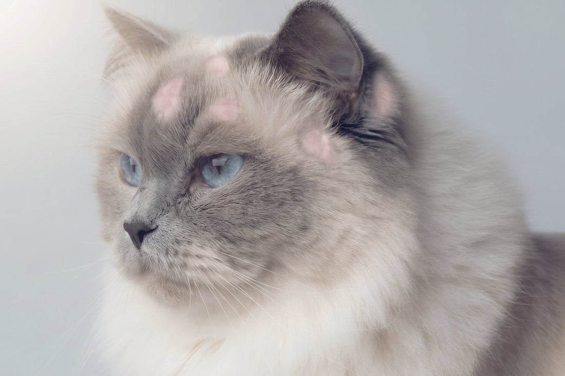 Qué es la tiña en gatos: causas, síntomas y tratamiento