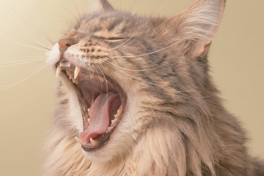 Guía completa sobre estructura dental felina, colmillos y desarrollo en gatos
