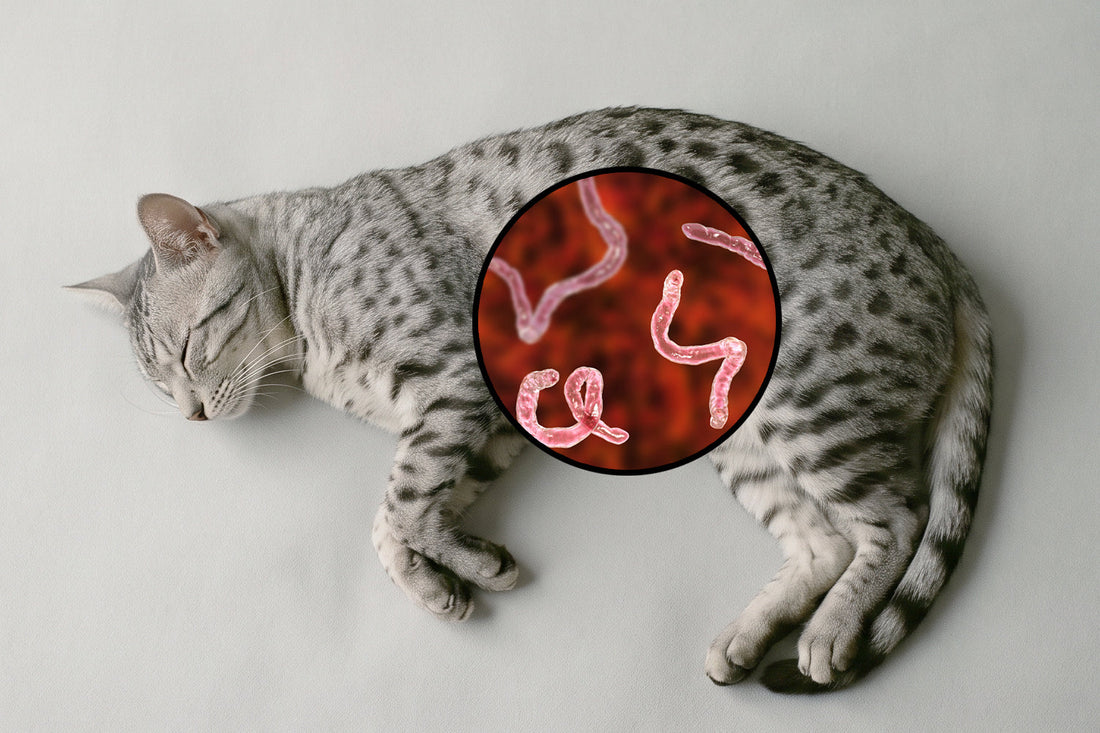 Información sobre lombrices en gatos: síntomas, tratamientos y parásitos intestinales