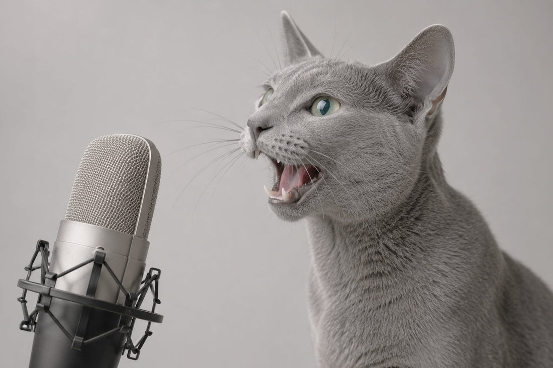 ¿Por qué mi gato está afónico?