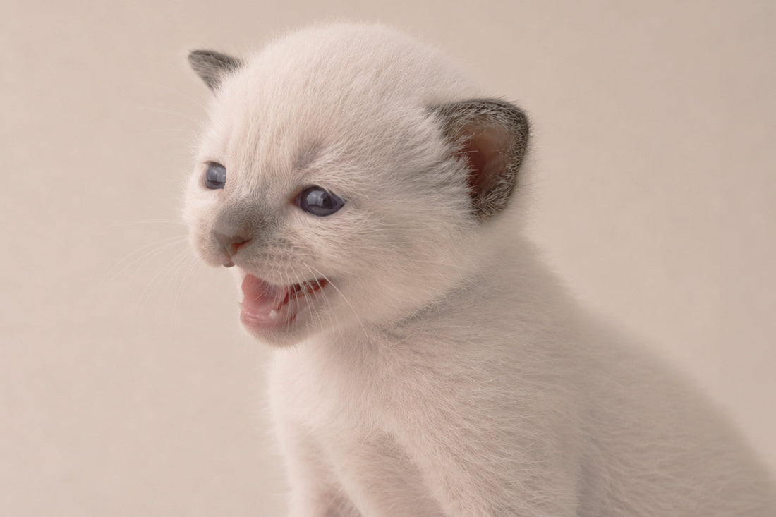 Guía sobre características y cuidados del gato Siamés bebé con ojos azules