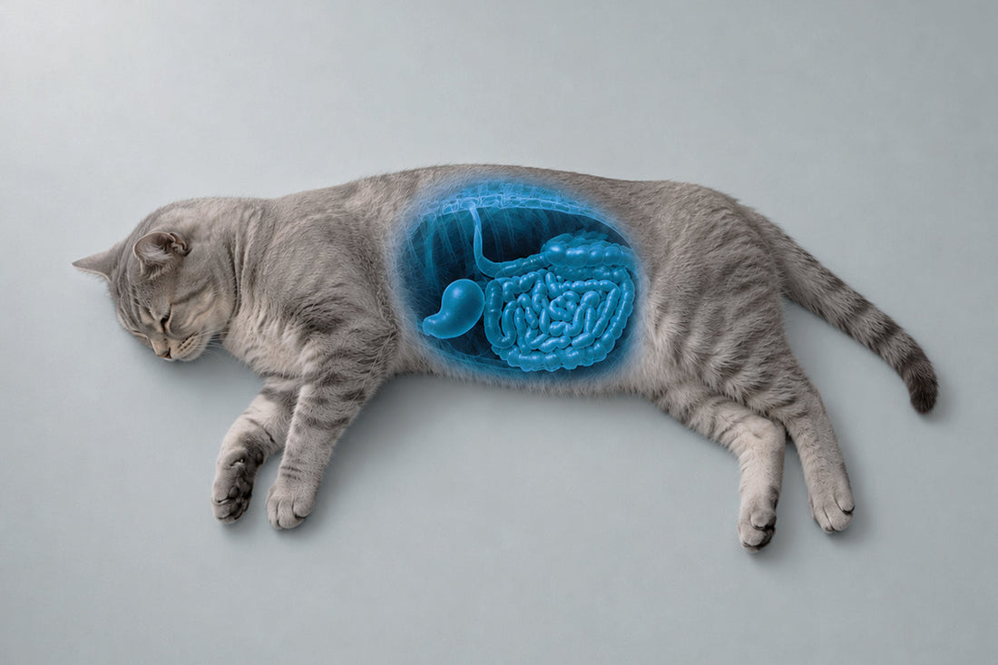 Cómo elegir el mejor alimento para gatos con problemas digestivos