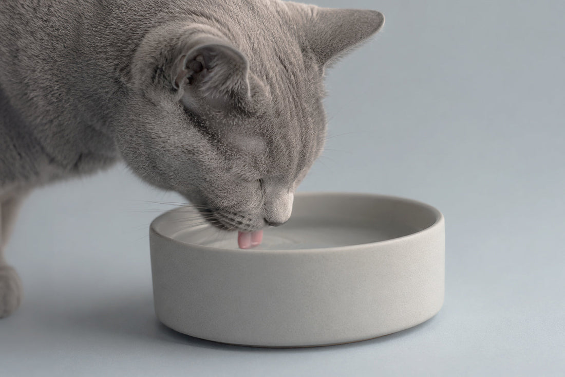 Mi gato bebe mucha agua y orina mucho: ¿es normal?