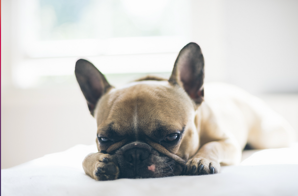 Diarree met bloed bij honden: oorzaken en behandeling