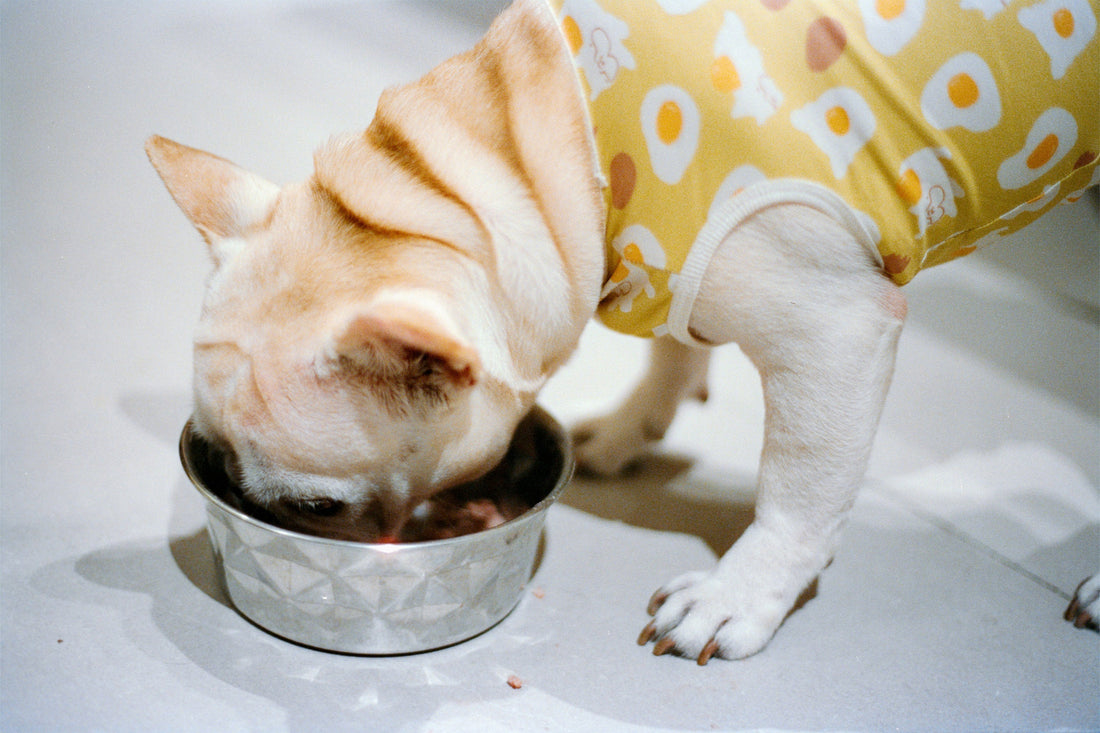 Sopa de Moro para perros y gatos: qué es, receta y cuándo usarla