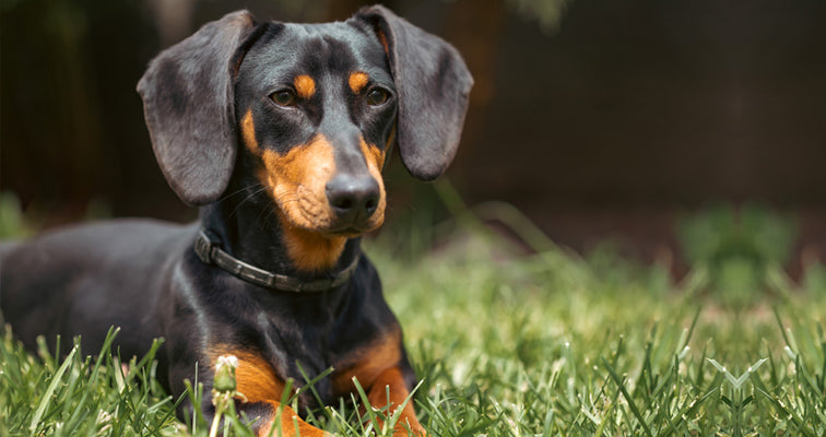 Hoe lang duurt de loopsheid bij een teef?