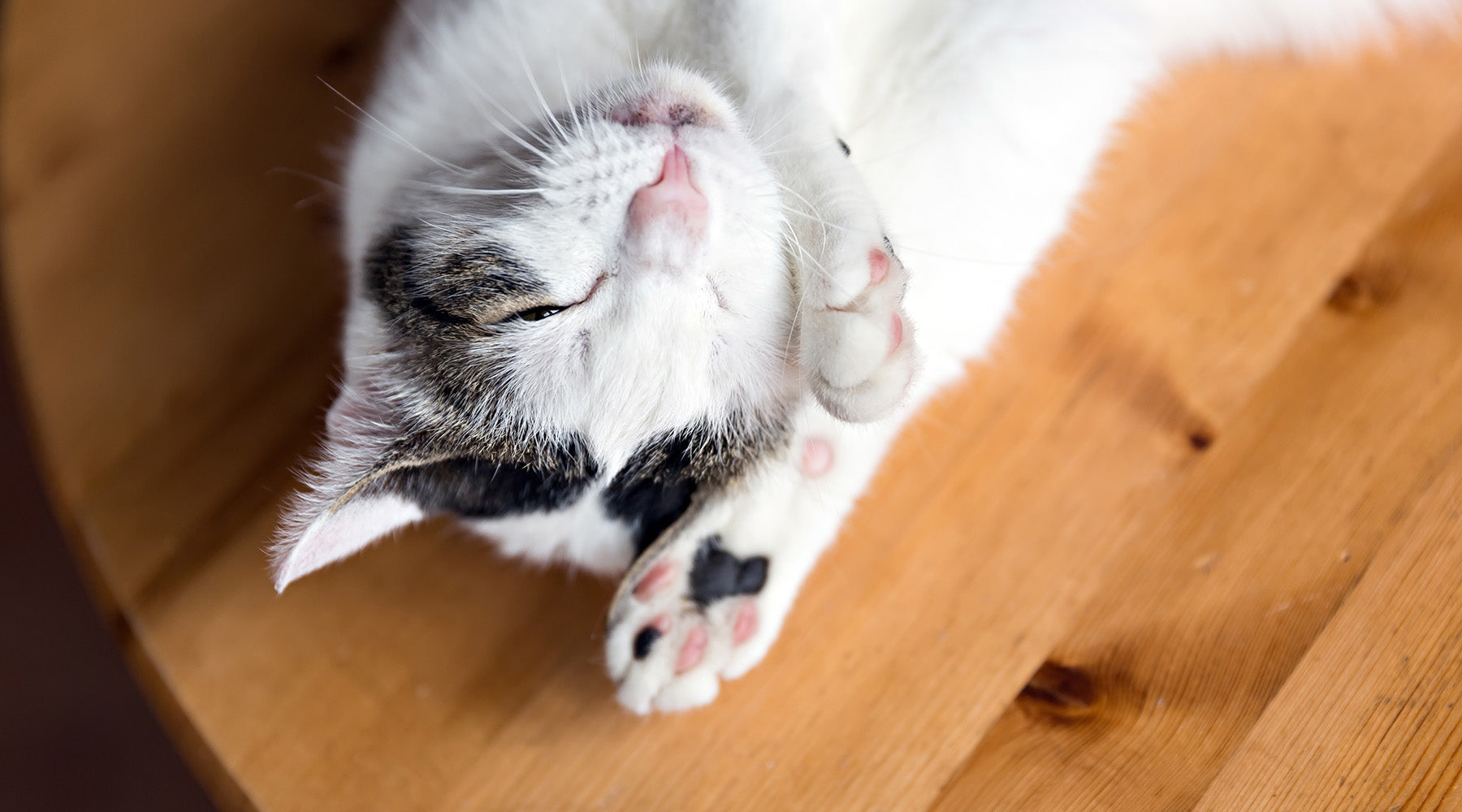 Warum kneten Katzen? Onlyfresh.com Warum kneten Katzen? Onlyfresh.com