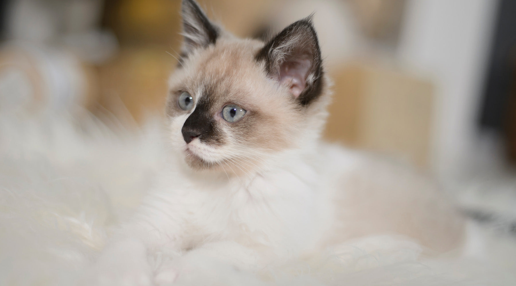 Gatto Siamese cucciolo: Com'è e come devi prendertene cura? – Onlyfresh.com, image size:1800x1000