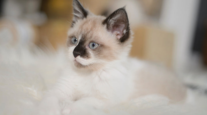 Bengalees kattenshond: Hoe is het en hoe moet je voor hem zorgen?