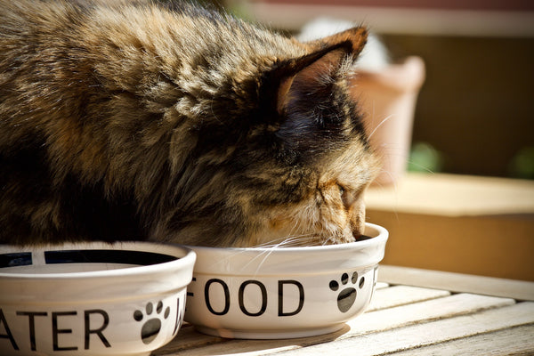 Wat is hypoallergene voeding voor katten en wat zijn de voordelen?