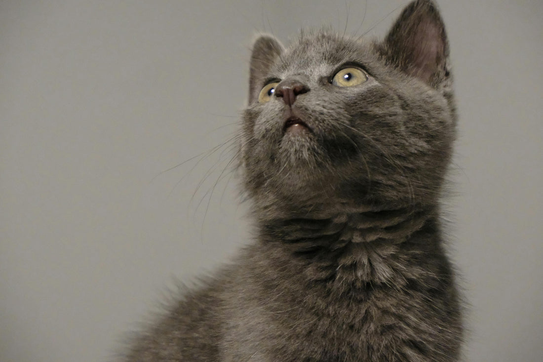 Qué es la tiña en gatos: causas, síntomas y tratamiento