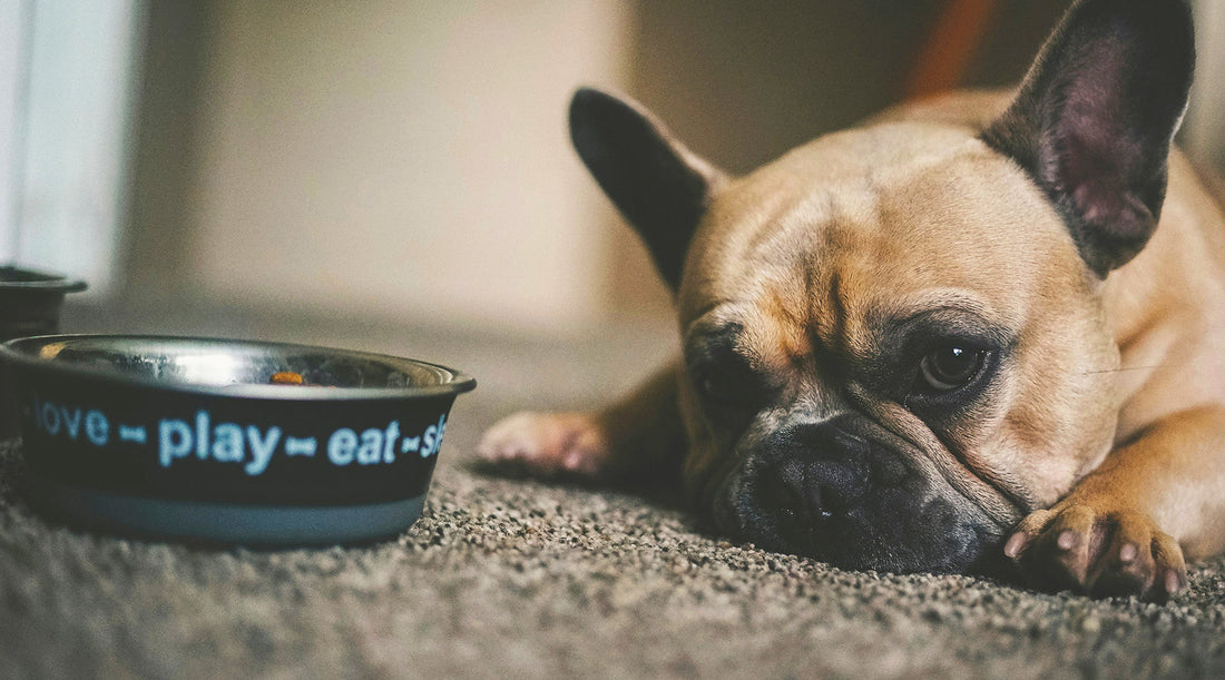 ¿Es seguro para los perros comer frutos secos?