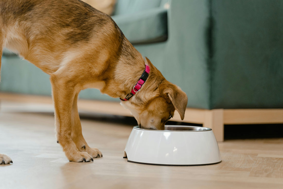 Beneficios de la alimentación seca con carne fresca para perros
