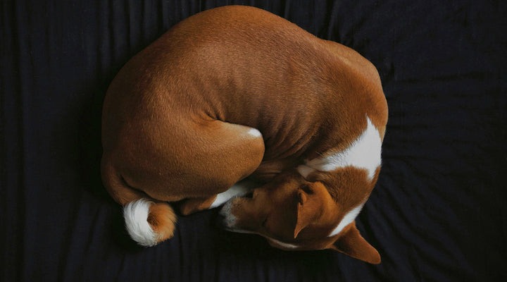 Schwangerschaft bei Hunden: Wie man sie erkennt und Pflege