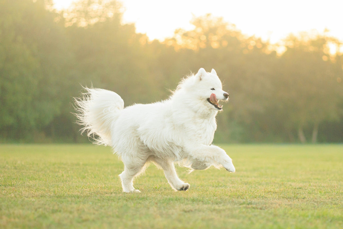 ¿Qué es el pedigree de un perro y por qué es importante?