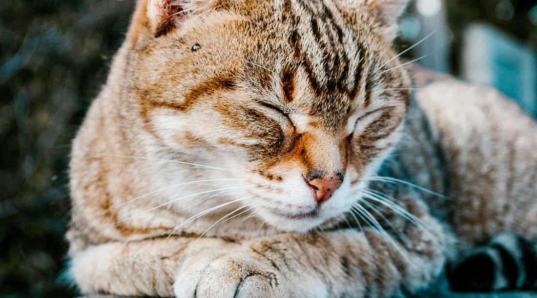 Lombrices en gatos: Tratamientos y síntomas