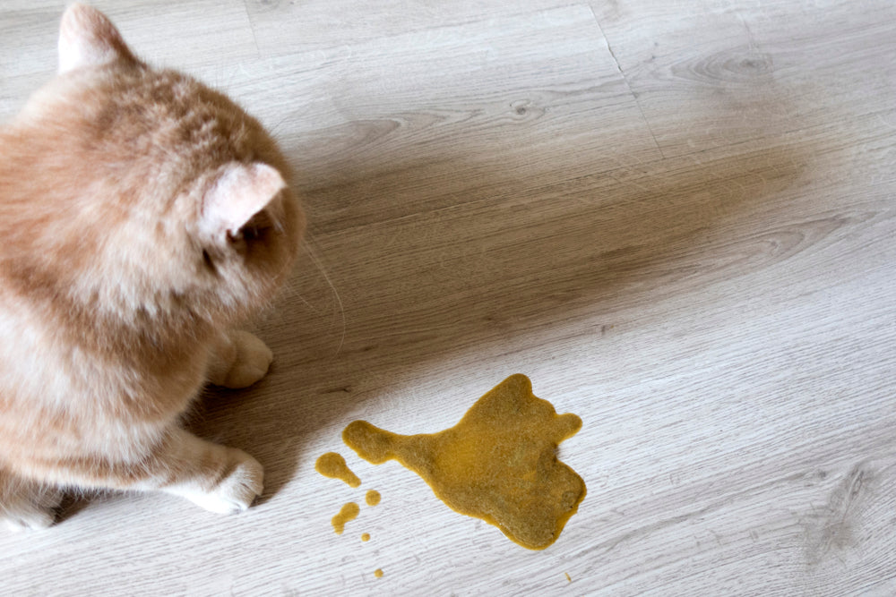 Perché il mio gatto vomita il cibo secco? – Onlyfresh.com