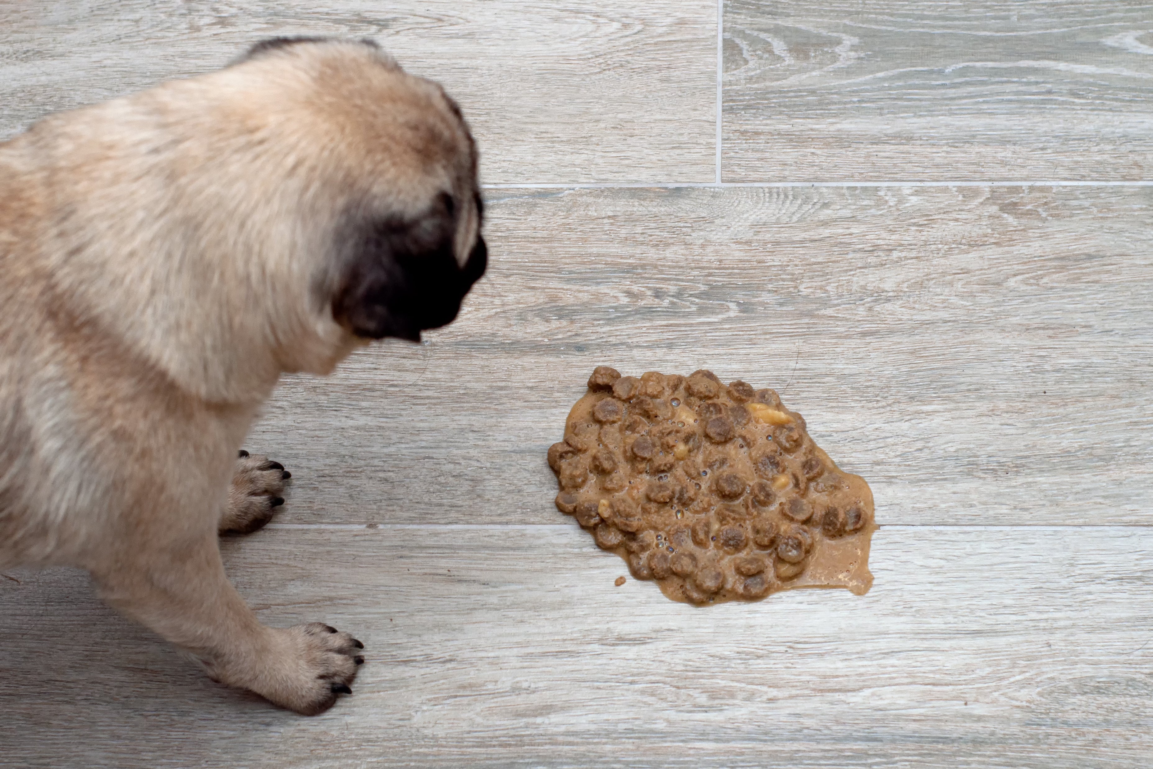Por qu mi perro ha vomitado la comida sin digerir? Onlyfresh.com Por qu mi perro ha vomitado la comida sin digerir? Onlyfresh.com