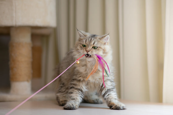 Spielzeug für Katzen: Alles, was du wissen musst