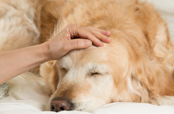 ChatGPT ha detto: Hoesten bij honden: oorzaken en behandeling