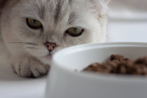 Hoe het beste voedsel voor katten met spijsverteringsproblemen te kiezen
