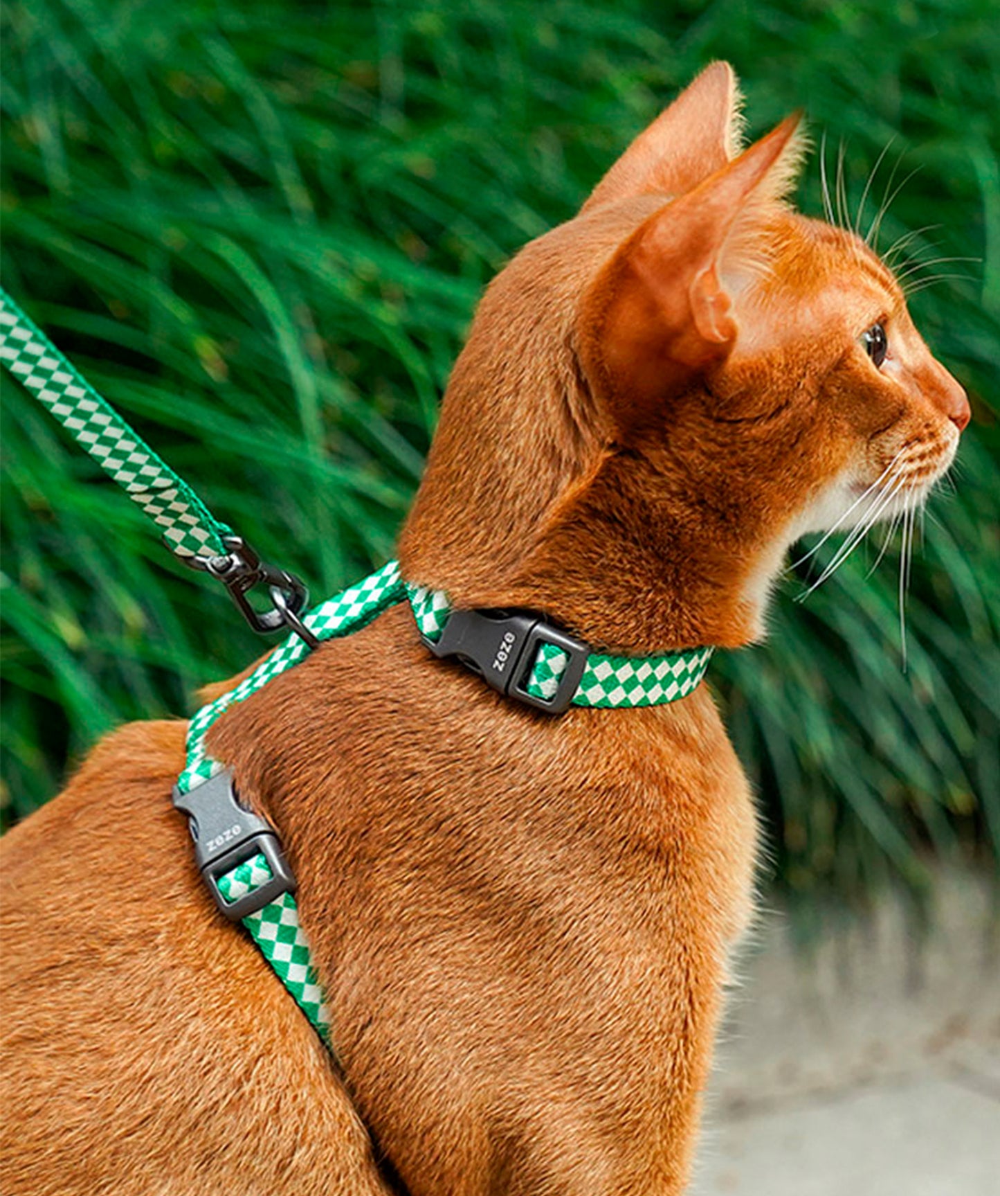 Leash & Harness Kit for cats