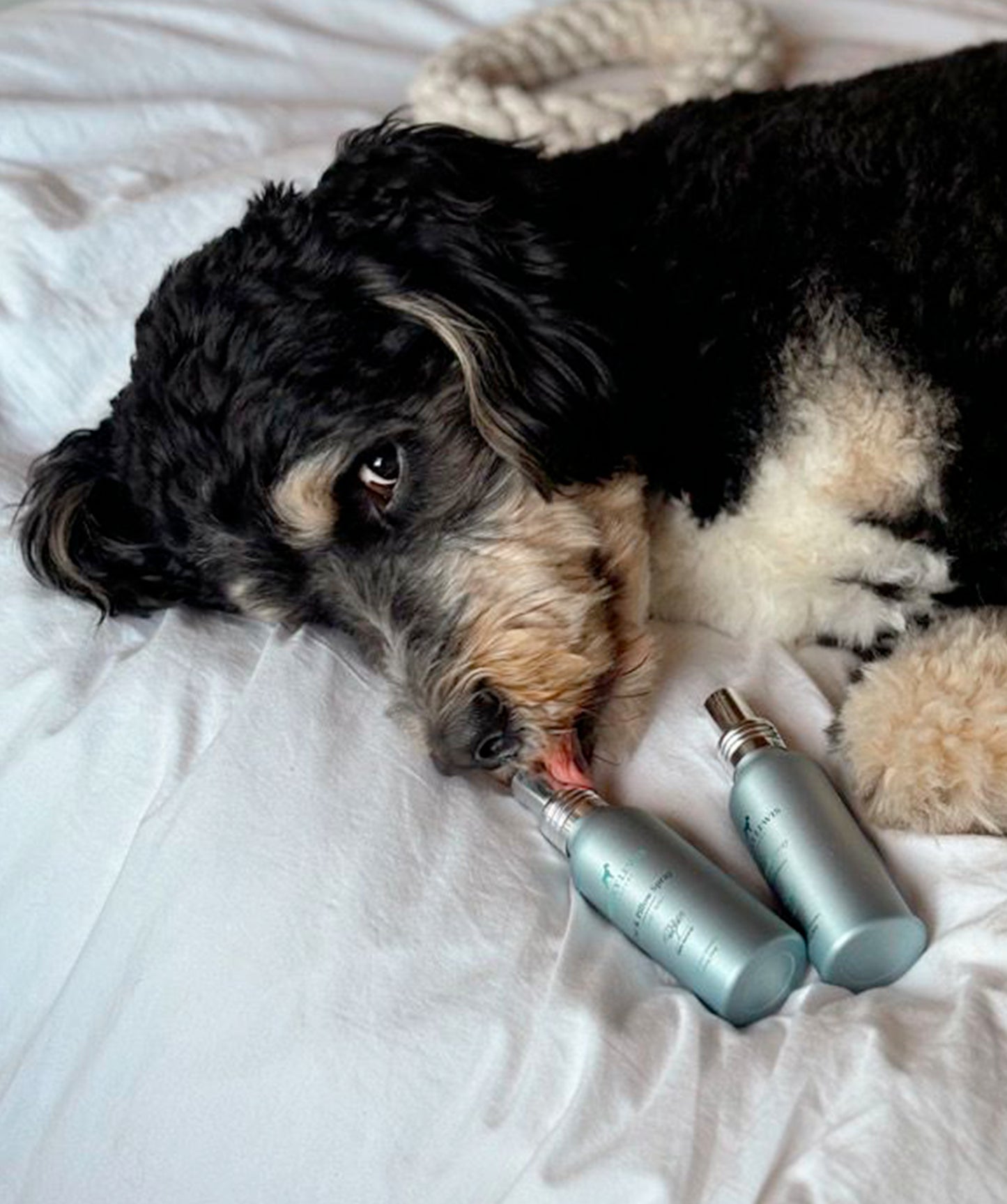 Car & Pillow spray