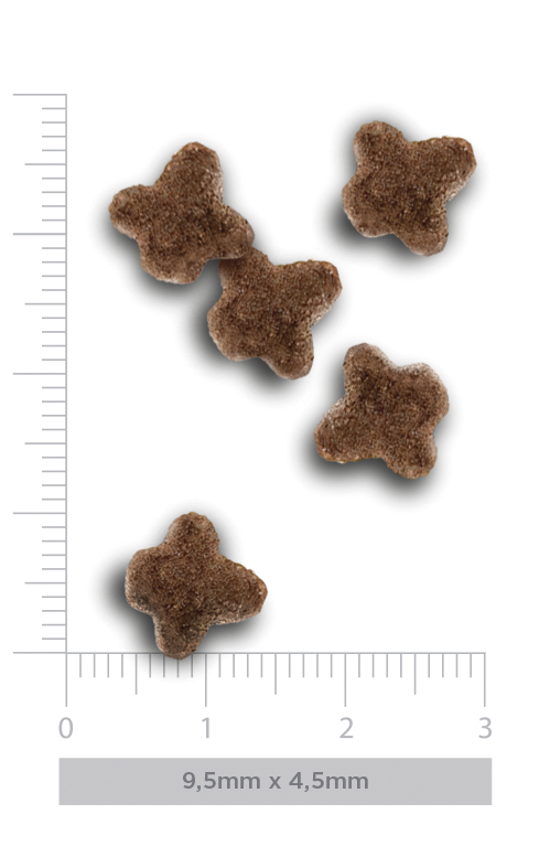 Kitten - Flavours of the farm