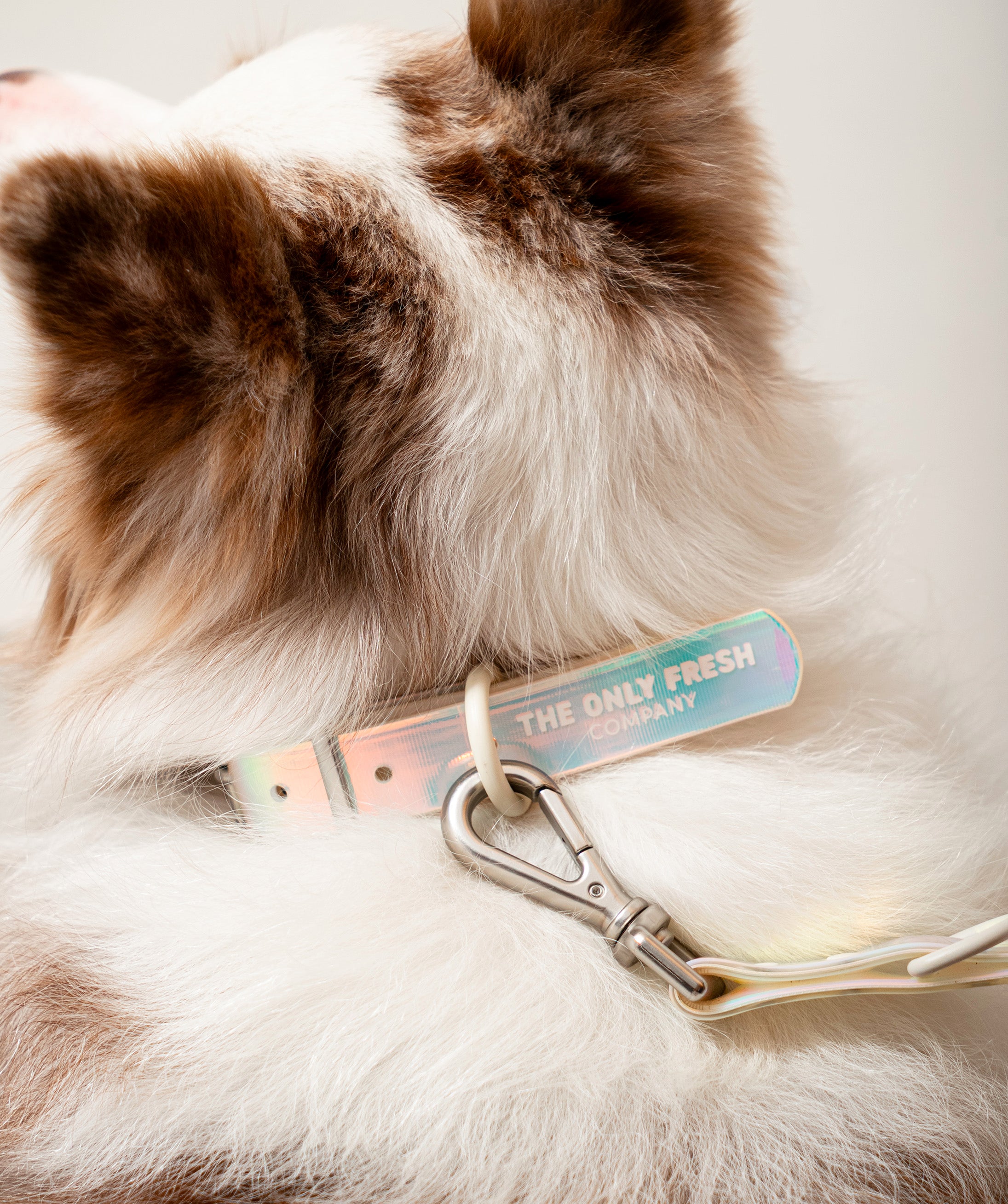 Smart Dog Collar
