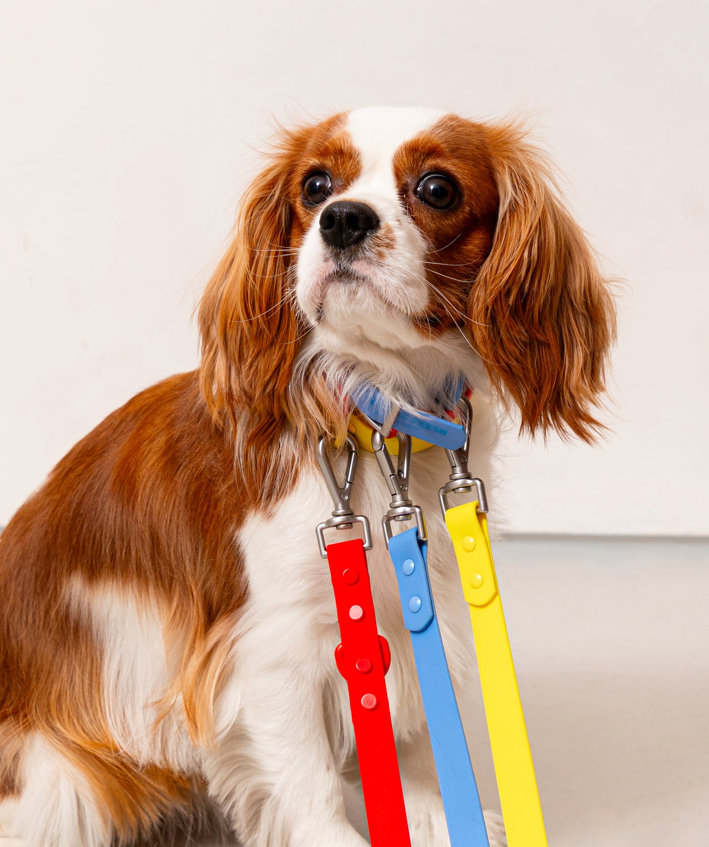 Smart Dog Leash