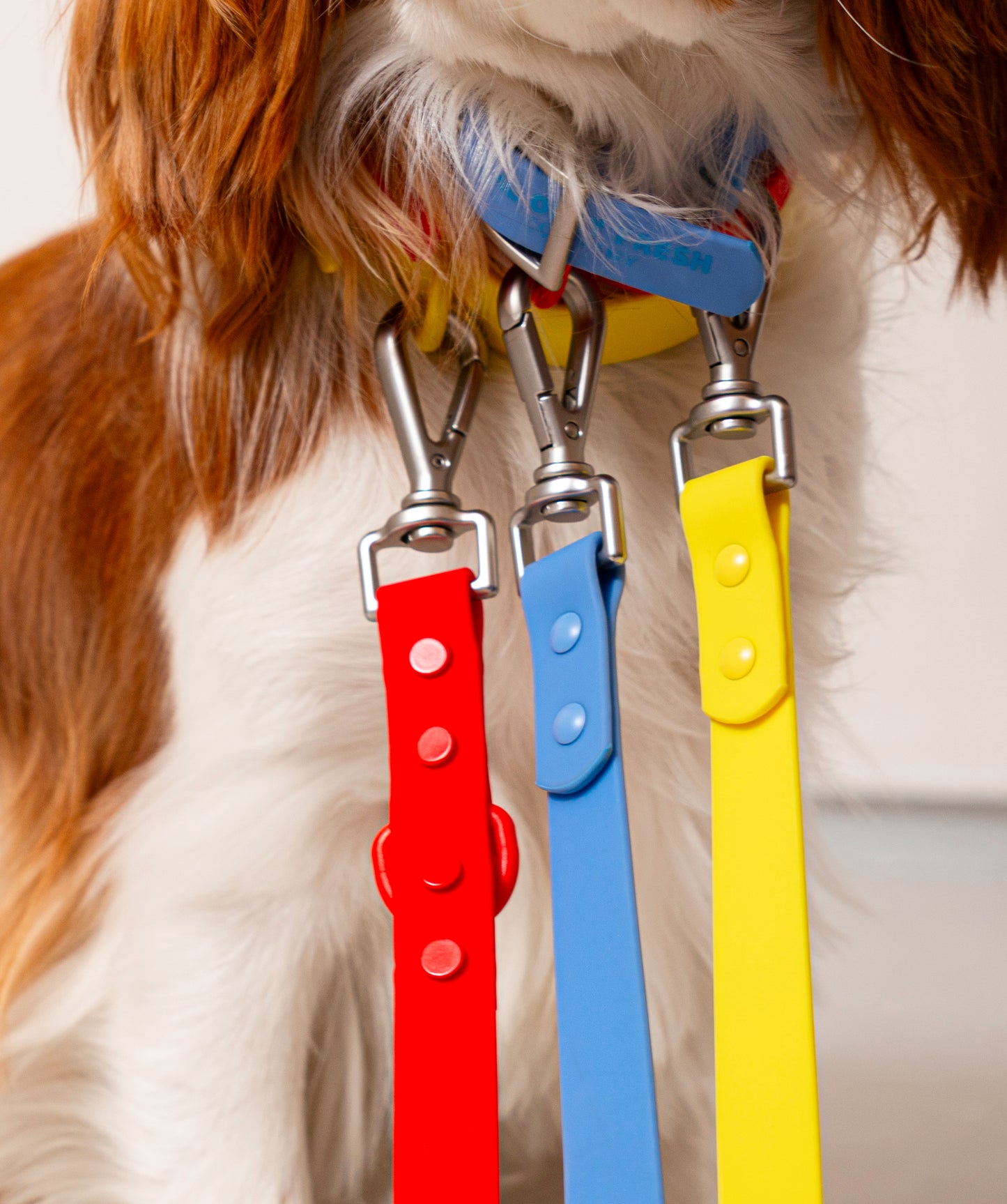 Smart Dog Leash