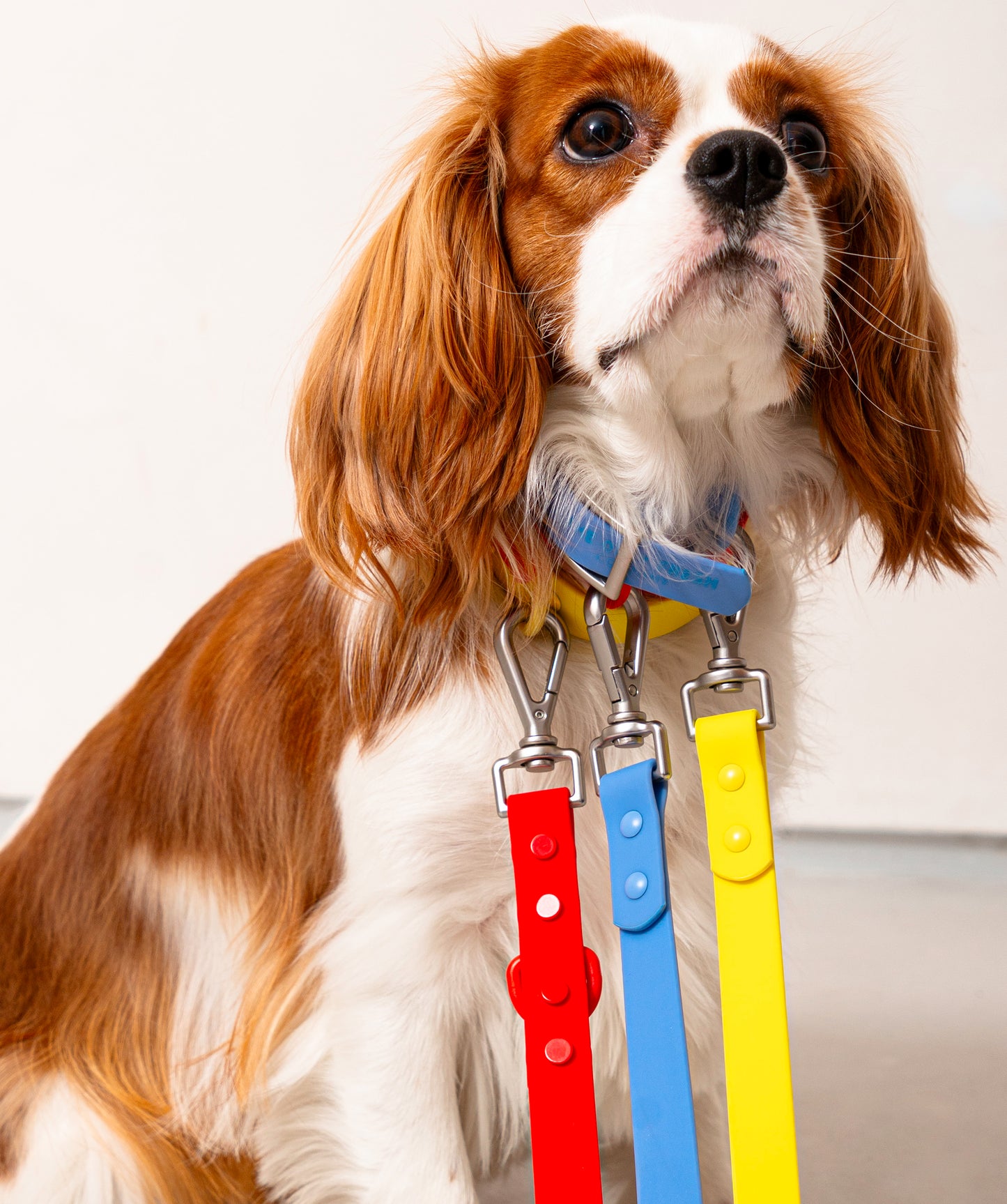 Smart Dog Leash
