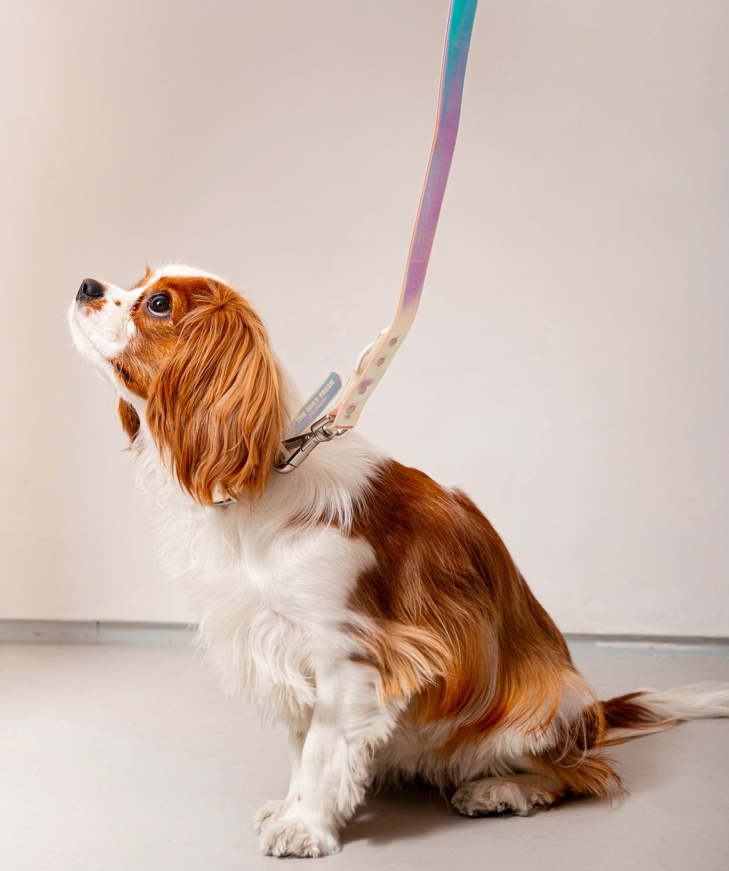 Smart Dog Leash