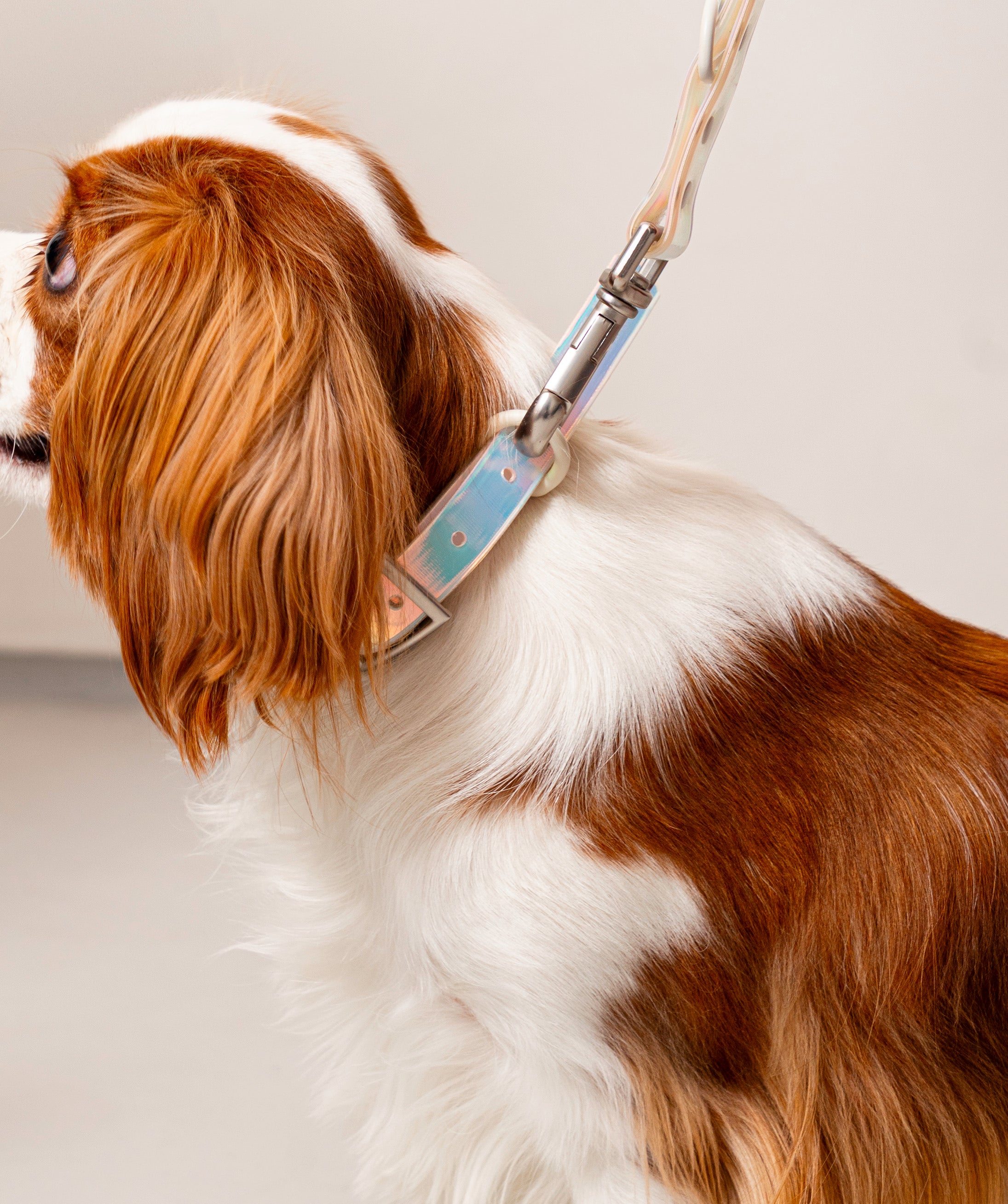 Smart Dog Collar