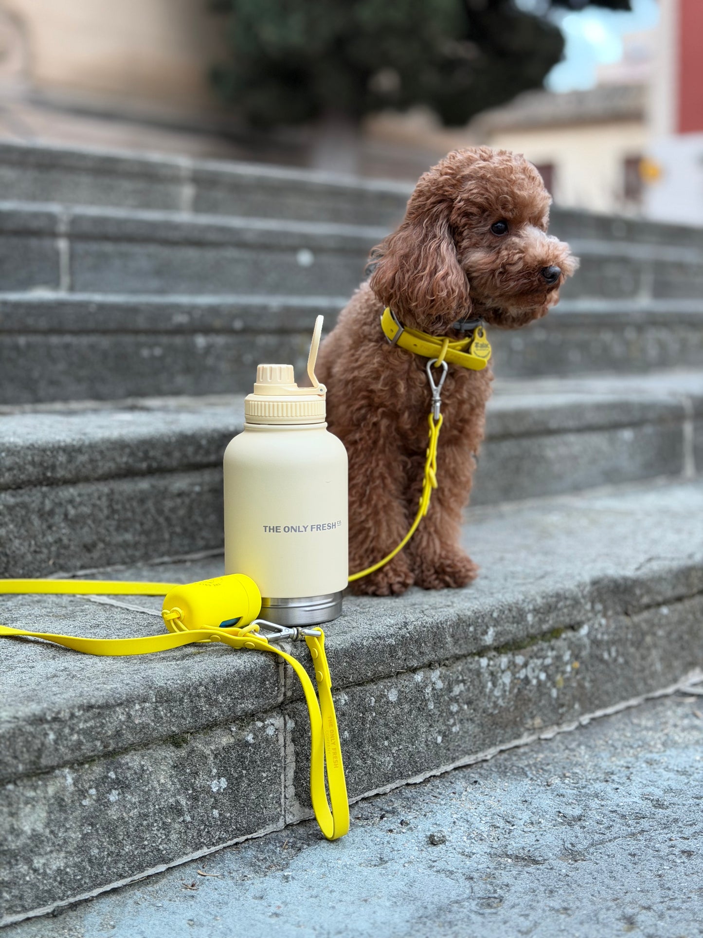 Portable water bottle