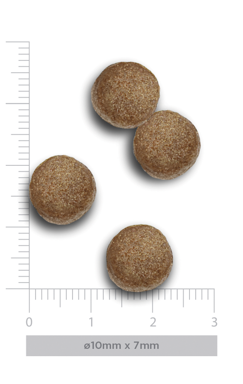 Puppy medium - Exquisite Chicken