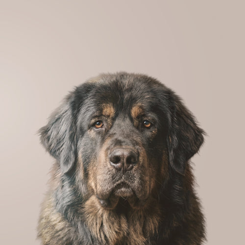 Mastín Tibetano