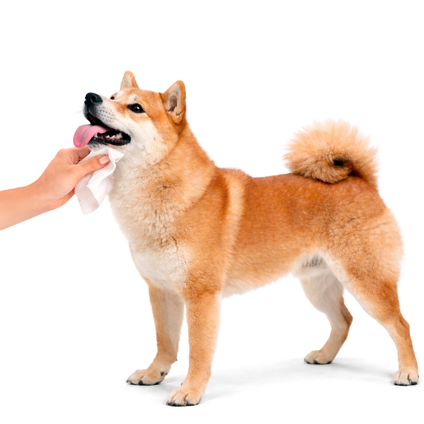 Pet Wipes - Aloe Vera