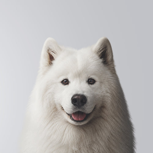 Samoyedo
