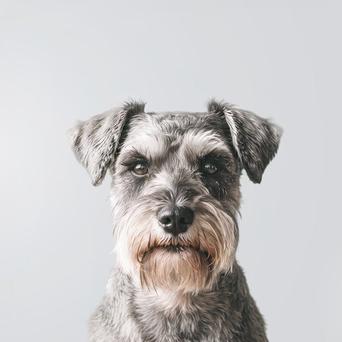 Schnauzer Miniatura