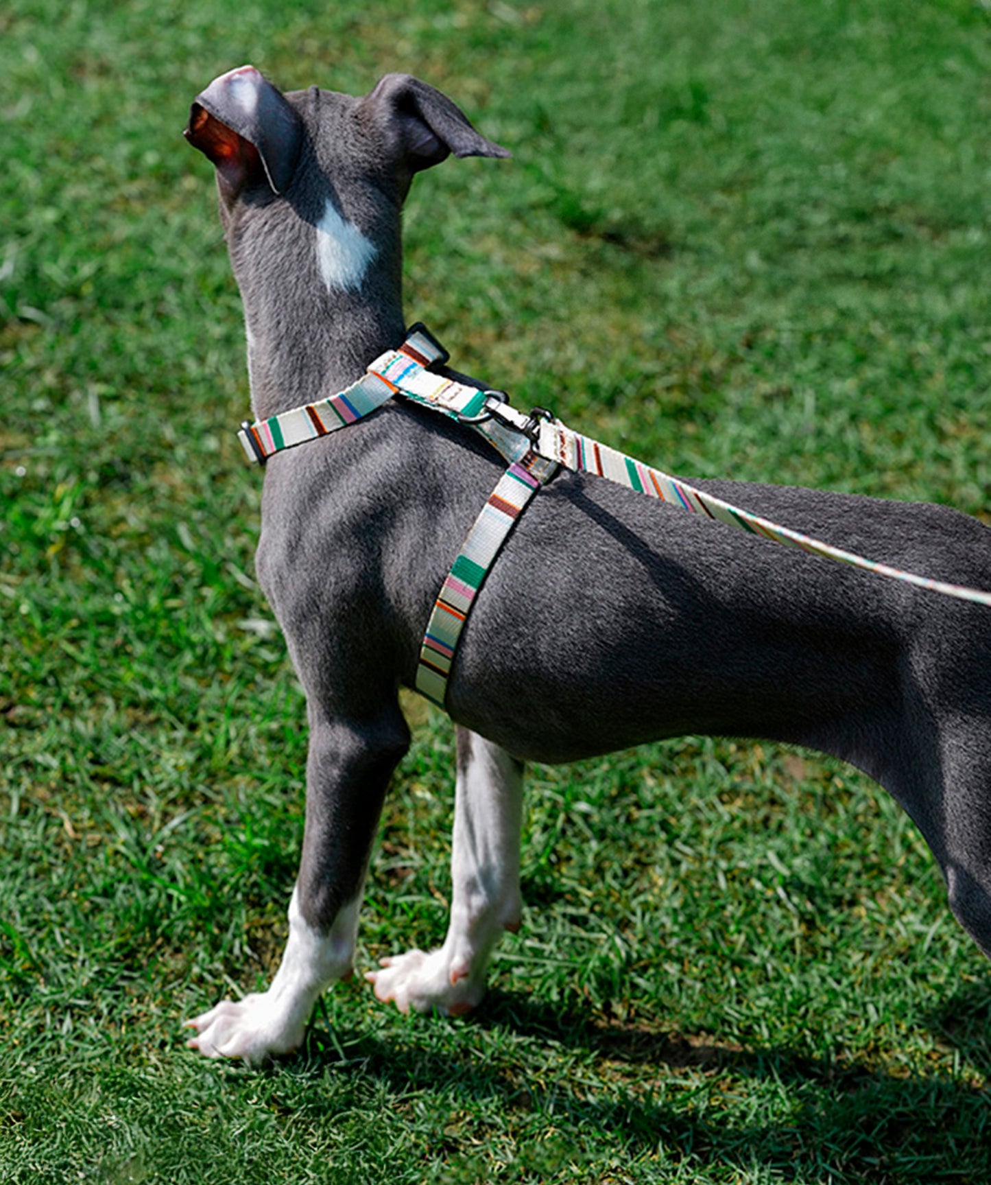 Leash & Harness Kit white