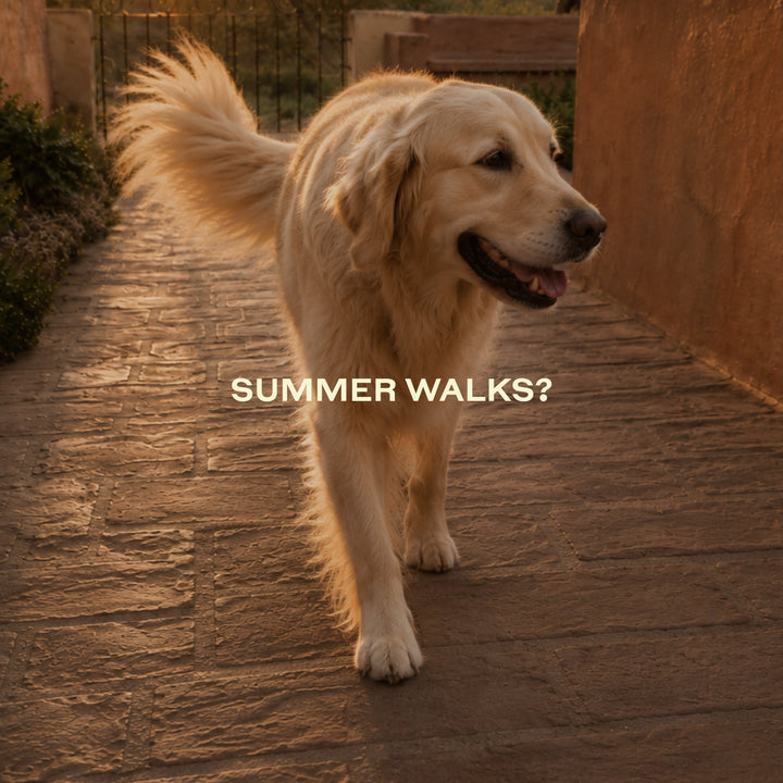 Let us walk with you in every summer walk 🧡