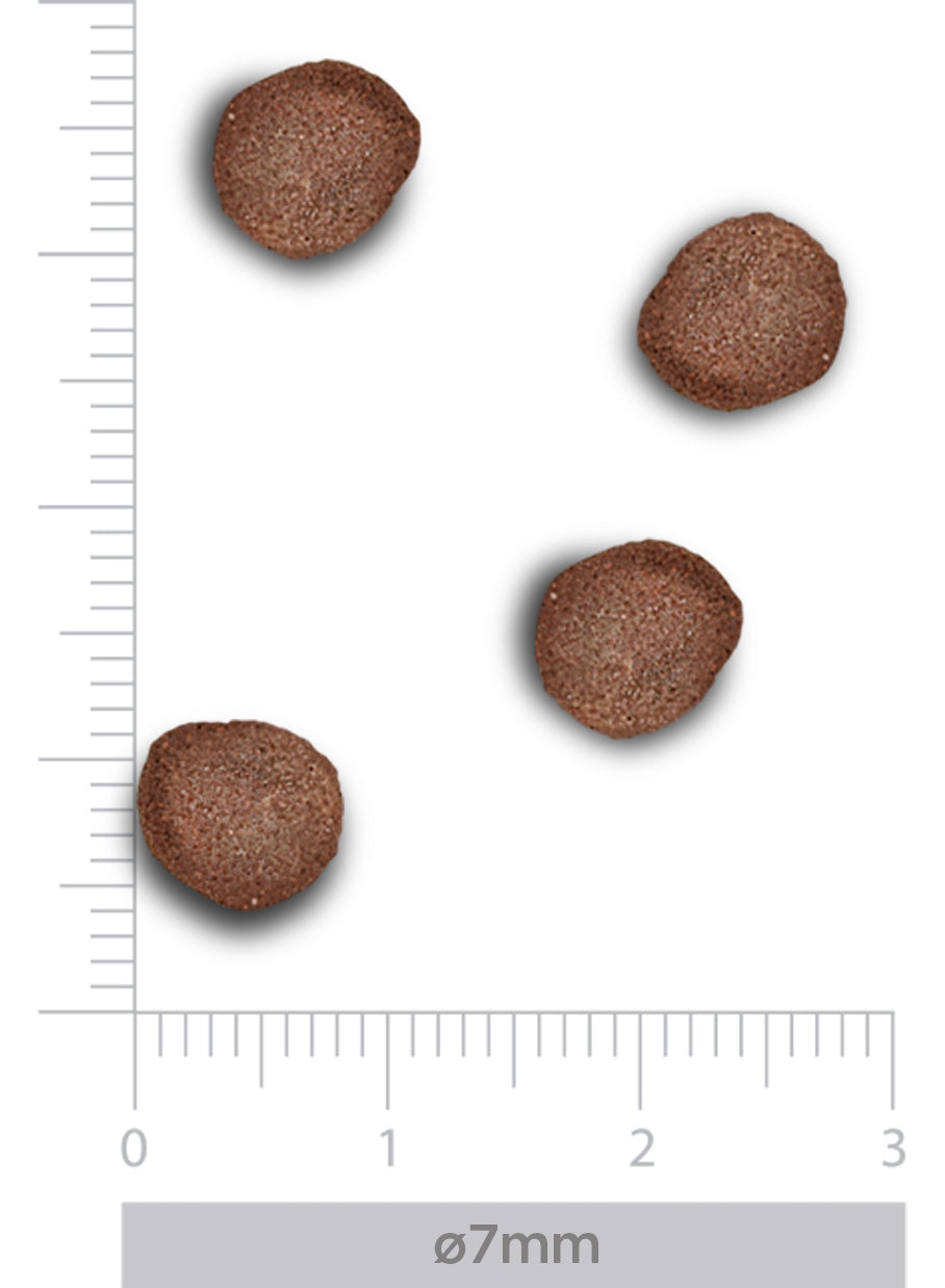 Hypoallergenic - Erwachsene Katze