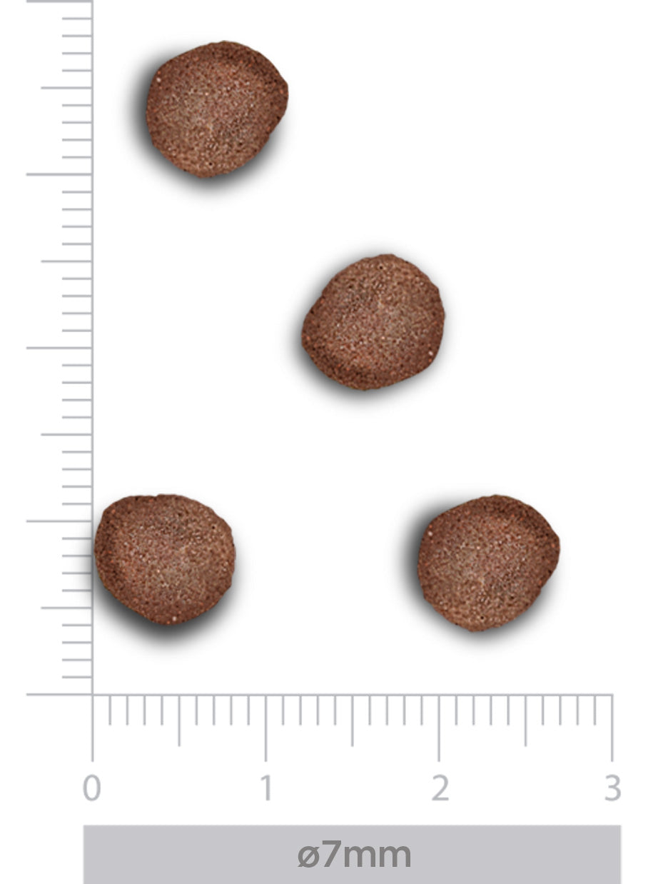 Hypoallergenic Kitten - Fresh turkey