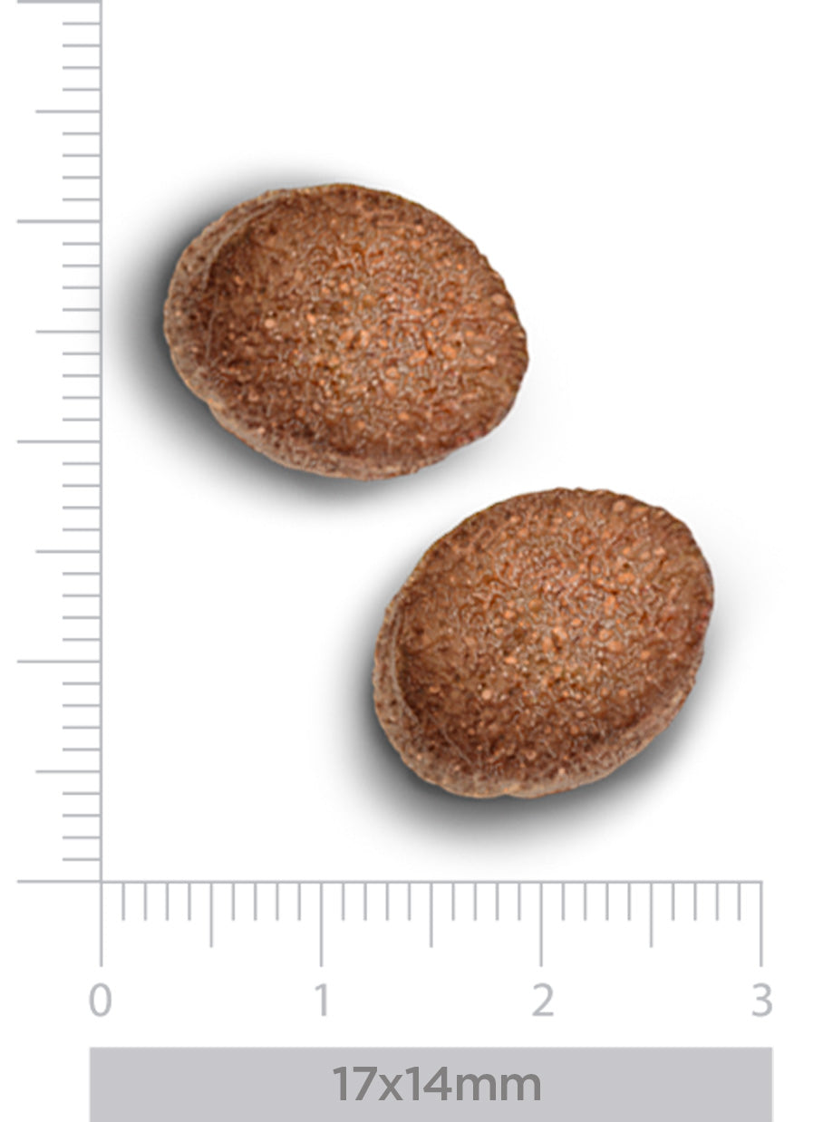 Hypoallergenic - Fresh horse - Erwachsener Hund