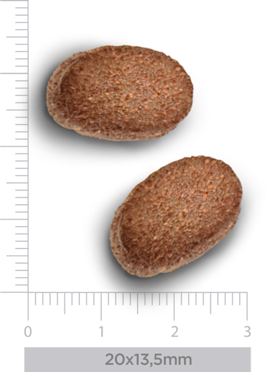 Hypoallergenic - Fresh insect - Erwachsener Hund