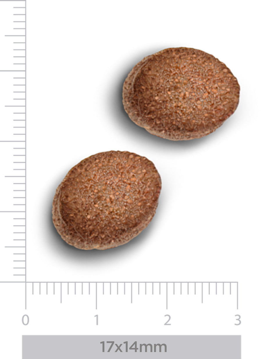 Hypoallergenic - Fresh wild boar - Erwachsener Hund